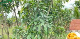 Nhà đất rộng hay chật hẹp bạn cũng phải trồng cây này ngay hôm nay