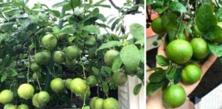 Cách trồng chanh trong chậu cho quả sai lúc lỉu quanh năm, cả nhà ăn không xuể