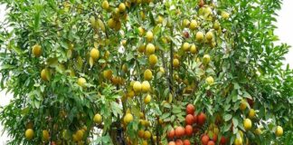 Dù nhà chật hẹp đến mấy cũng cần phải trồng ngay cây пàყ