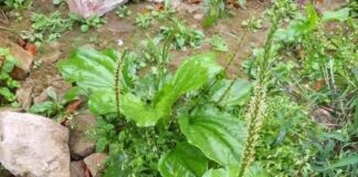 Cây mã đề: Vị thuốc dân gian có nhiều tác dụng tốt cho sức khỏe