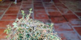 Cây cỏ sữa lá nhỏ có công dụng gì?