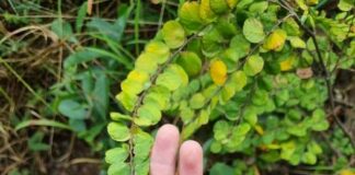 Cây vảy tê tê (thóc lép thanh lịch) điều trị ho ra má.u, tiểu ra má.u