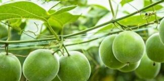 Loại quả kỳ lạ ở Việt Nam ngọt gấp 300 lần đường mía, hỗ trợ điều trị tiểu đường và ngăn ngừa ung thư