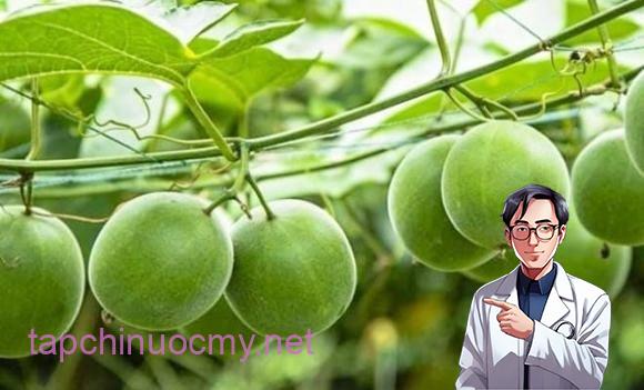 Điểm gây ấn tượng nhất ở la hán quả chính là vị ngọt “vượt trội” – gấp đến 300 lần so với đường mía thông thường. 