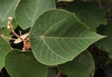 Bùng bục hay cây bông bét có những công dụng gì ?