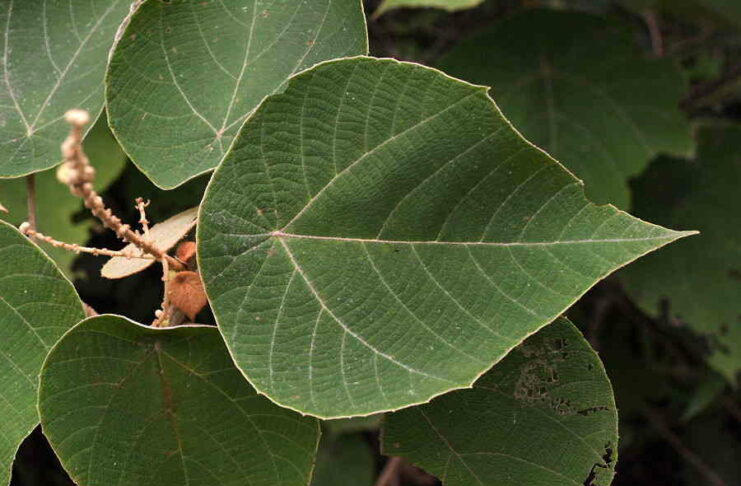 Bùng bục hay cây bông bét có những công dụng gì ?