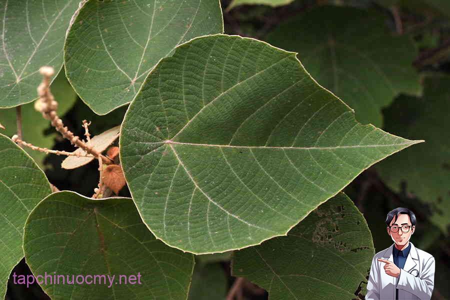 Hình ảnh cây bùng bục