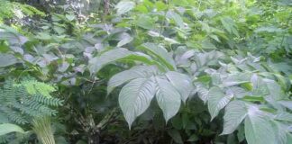 Cây Bòn Bọt (Chè Bọt) – Những cây thuốc và vị thuốc Việt Nam