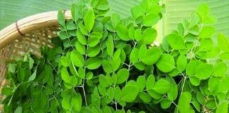 Loại rau p-h-á h-ủ-y hơn 90% Tế Bào ung thư trong vòng 48h mà người Việt cứ ngỡ là rau dại mọc đầy đường