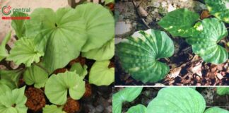 Cây 1 lá: Dược liệu quý hiếm cho hệ hô hấp