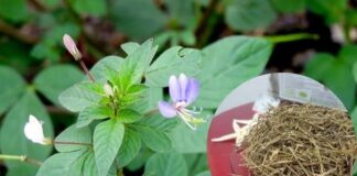 Cây mần ri: Lợi ích sức khỏe, cách sử dụng và lưu ý cần biết