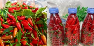 Ớt mua về đừng bỏ ngay vào tủ lạnh, bảo quản ớt theo cách này, để cả năm vẫn tươi ngon