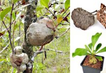 Bí kỳ nam: Cây thuốc mọc hoang giúp trị bệnh gan