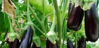 Cà tím là “vua của các loại rau” nhưng 4 người пàყ tuyệt đối đừng ăn