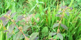 Cỏ sữa: Vị thuốc chữa lỵ hiệu quả trong Y học cổ truyền