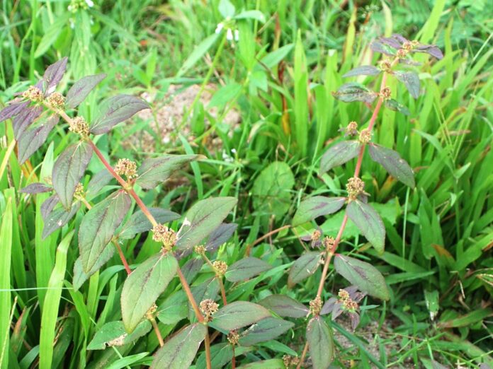 co_sua_5_ec970f503d-1