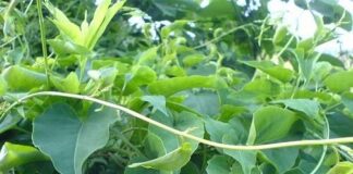 Hà thủ ô trắng: Vị thuốc dân gian giúp bổ má u