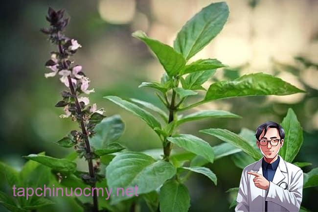 Loại rau gia vị giúp ngừa K, có 1 cȃy cả nhà ⱪhỏe