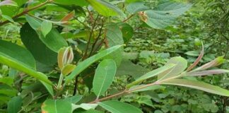 Thành ngạnh: Vị thuốc có tác dụng thanh nhiệt giải độc