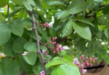 Cách dùng Lá Khế trị mụn làm đẹp da, công dụng bất ngờ