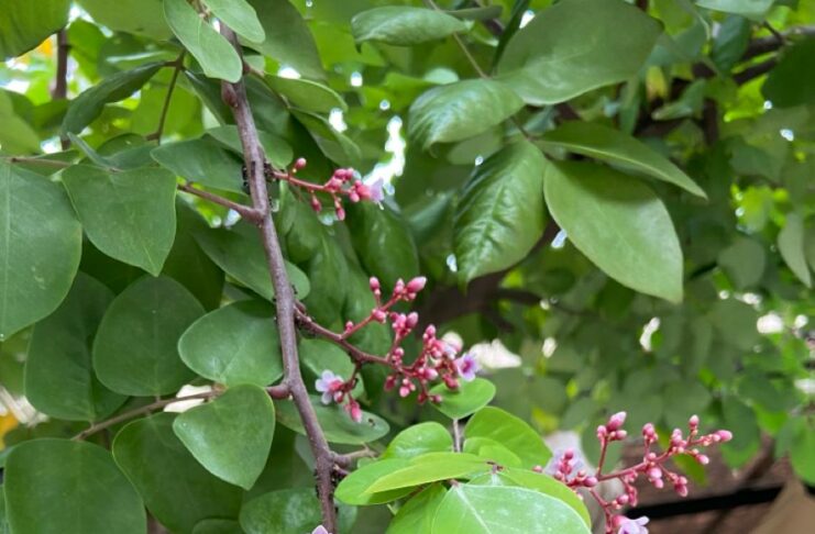 Cách dùng Lá Khế trị mụn làm đẹp da, công dụng bất ngờ