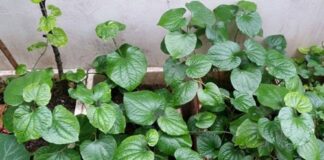 Không trồng cây này trong nhà dù vì lý do gì chắc chắn bạn cũng sẽ hối hận