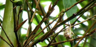 Thứ quả “độc lạ” 50 năm mới kết trái một lần, ở Việt Nam “quý hơn vàng”