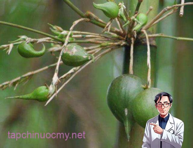 Đời sống - Thứ quả “độc lạ” 50 năm mới kết trái một lần, ở Việt Nam “quý hơn vàng” (Hình 2).