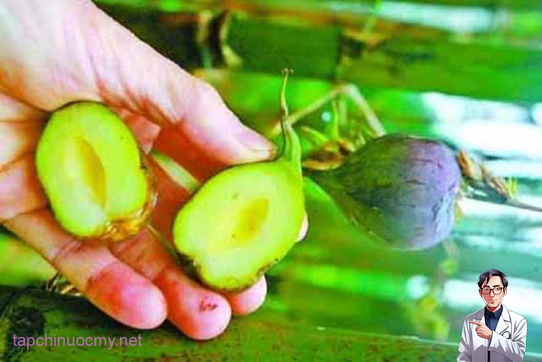 Đời sống - Thứ quả “độc lạ” 50 năm mới kết trái một lần, ở Việt Nam “quý hơn vàng” (Hình 4).