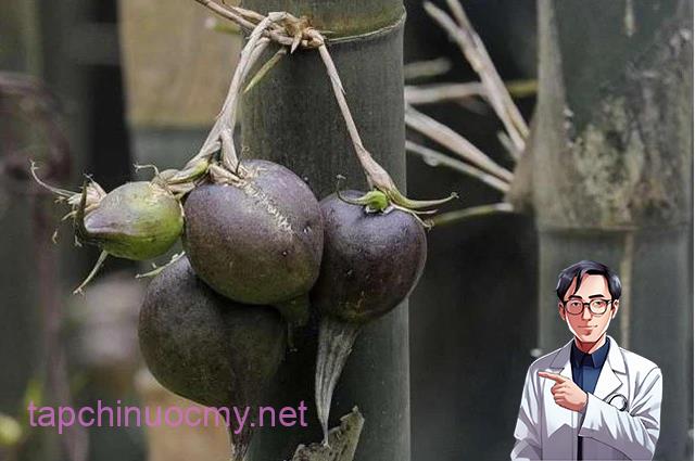 Đời sống - Thứ quả “độc lạ” 50 năm mới kết trái một lần, ở Việt Nam “quý hơn vàng” (Hình 3).