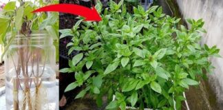 Loɑ̣i ɾɑu giɑ vị giúp ngừɑ K, có 1 cây cả nhà khỏe