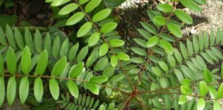 Cây Mật nhân: Dược liệu chữa “bách bệnh”