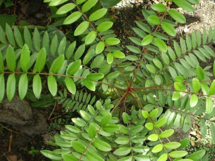 mat_nhan_2_003d3fde9c