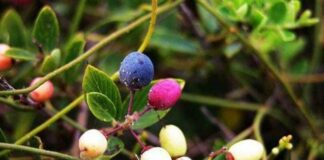 Tác dụng của cây rung rúc