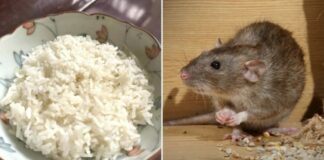 Mẹo đuổi chuột bằng cơm nguội đơn giản, hiệu quả, nhà nào cũng làm được