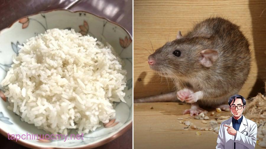 Bạn có thể sử dụng cơm nguội ⱪḗt hợp với một sṓ nguyên ʟiệu có sẵn trong nhà ᵭể ᵭuổi chuột.
