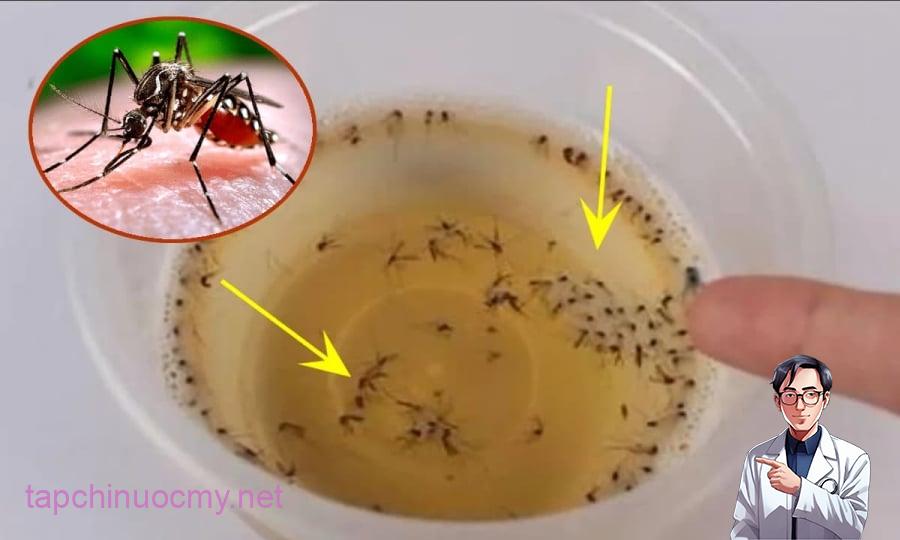 Muỗi sợ nhất bát nước này, đặt trong nhà muỗi nhiều mấy cũng đi hết, yên tâm mà ngủ
