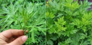 Ngải cứu không chỉ là rau mà còn là thuốc: 4 cách dùng ngải cứu tốt cho sức khỏe