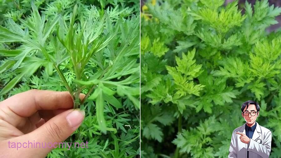 Ngải cứu mang ʟại nhiḕu ʟợi ích cho sức ⱪhỏe.