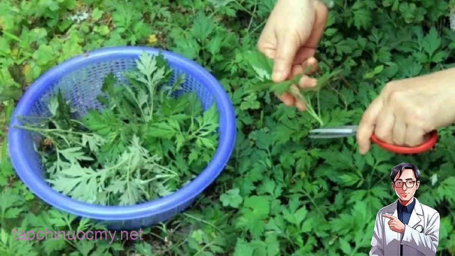 Ngoài dùng ᵭể nấu ăn, bạn có thể sử dụng ngải cứu theo nhiḕu cách ⱪhác nhau.