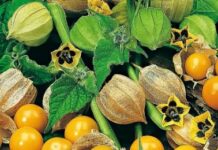 Loại trái cây dân dã vốn vứt đi này chín vàng thành “siêu thực phẩm” được săn lùng bằng tiền triệu