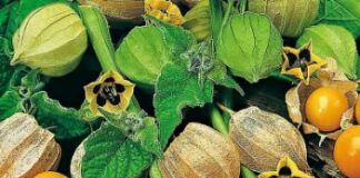 Loại trái cây dân dã vốn vứt đi này chín vàng thành “siêu thực phẩm” được săn lùng bằng tiền triệu