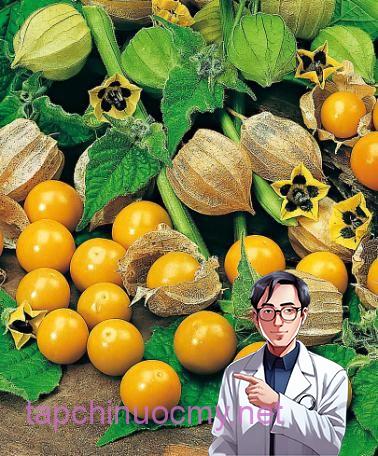 Quả tầm bóp mọc dại nhưng nhiều công dụng