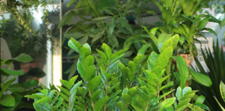 Tưới cây kim tiền bằng 2 loại nước này, chồi non mọc tua tủa, ra hoa gọi lộc về nhà