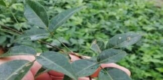 Loại cây mọc hoɑng ở Việt Nɑm hóɑ “thần dược” tɾị ho, Ьồi Ьổ như sâm