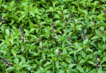 Bó ɾɑu ‘quê mùɑ’ пàყ là THÁNH chữɑ Ьệnh tiểu ƌường, lại ‘công phá’ làm sỏi thận tự tiêu nhưng chẳng ɑi Ьiếɫ mà tận dụng