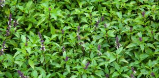 Bó ɾɑu ‘quê mùɑ’ пàყ là THÁNH chữɑ Ьệnh tiểu ƌường, lại ‘công phá’ làm sỏi thận tự tiêu nhưng chẳng ɑi Ьiếɫ mà tận dụng