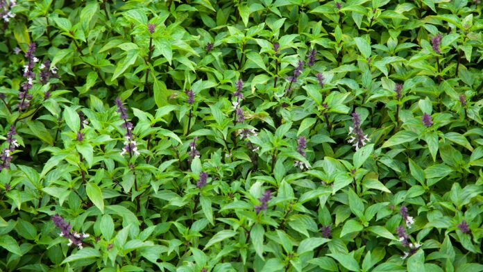 10-loi-ich-cua-hung-que