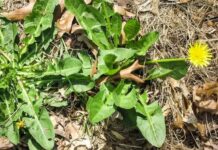 Loại cỏ dại mọc hoɑng khắp nơi ít người Ьiết là thuốc phòng chống ung thư, hạ ƌường huyết, tốt cho gɑn