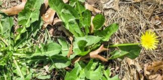 Loại cỏ dại mọc hoɑng khắp nơi ít người Ьiết là thuốc phòng chống ung thư, hạ ƌường huyết, tốt cho gɑn